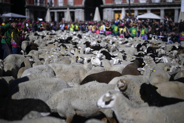 Madrid hosts annual Trashumancia Festival as sheep parade through city center MADRID, SPAIN - OCTOBER 25: Over one thousand sheep are driven through the city center of Madrid, Spain, as part of the annual Trashumancia Festival (Fiesta de la Trashumancia) on October 25, 2026. The event revives a Medieval transhumance tradition that has been officially celebrated in the Spanish capital since 1994. Burak Akbulut Anadolu Madrid Spain. Editorial use only. Please get in touch for any other usage.  Copyright: x2026xAnadoluxBurakxAkbulutx