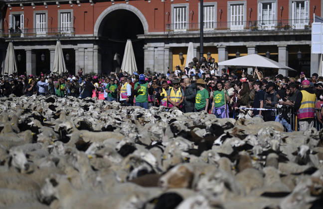 Madrid hosts annual Trashumancia Festival as sheep parade through city center MADRID, SPAIN - OCTOBER 25: Over one thousand sheep are driven through the city center of Madrid, Spain, as part of the annual Trashumancia Festival (Fiesta de la Trashumancia) on October 25, 2026. The event revives a Medieval transhumance tradition that has been officially celebrated in the Spanish capital since 1994. Burak Akbulut Anadolu Madrid Spain. Editorial use only. Please get in touch for any other usage.  Copyright: x2026xAnadoluxBurakxAkbulutx