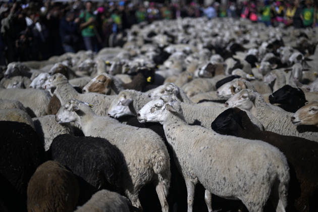 Madrid hosts annual Trashumancia Festival as sheep parade through city center MADRID, SPAIN - OCTOBER 25: Over one thousand sheep are driven through the city center of Madrid, Spain, as part of the annual Trashumancia Festival (Fiesta de la Trashumancia) on October 25, 2026. The event revives a Medieval transhumance tradition that has been officially celebrated in the Spanish capital since 1994. Burak Akbulut Anadolu Madrid Spain. Editorial use only. Please get in touch for any other usage.  Copyright: x2026xAnadoluxBurakxAkbulutx