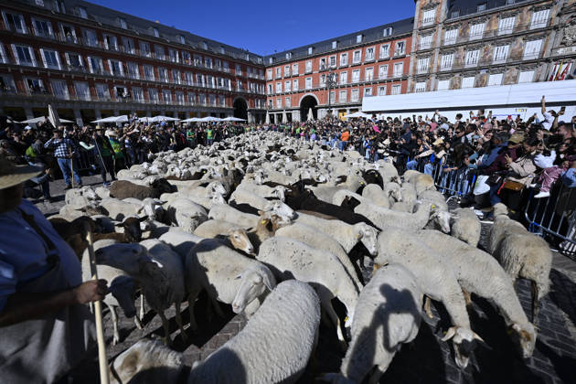Madrid hosts annual Trashumancia Festival as sheep parade through city center MADRID, SPAIN - OCTOBER 25: Over one thousand sheep are driven through the city center of Madrid, Spain, as part of the annual Trashumancia Festival (Fiesta de la Trashumancia) on October 25, 2026. The event revives a Medieval transhumance tradition that has been officially celebrated in the Spanish capital since 1994. Burak Akbulut Anadolu Madrid Spain. Editorial use only. Please get in touch for any other usage.  Copyright: x2026xAnadoluxBurakxAkbulutx
