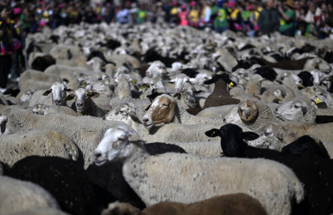 Madrid hosts annual Trashumancia Festival as sheep parade through city center MADRID, SPAIN - OCTOBER 25: Over one thousand sheep are driven through the city center of Madrid, Spain, as part of the annual Trashumancia Festival (Fiesta de la Trashumancia) on October 25, 2026. The event revives a Medieval transhumance tradition that has been officially celebrated in the Spanish capital since 1994. Burak Akbulut Anadolu Madrid Spain. Editorial use only. Please get in touch for any other usage.  Copyright: x2026xAnadoluxBurakxAkbulutx