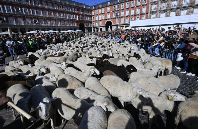 Madrid hosts annual Trashumancia Festival as sheep parade through city center MADRID, SPAIN - OCTOBER 25: Over one thousand sheep are driven through the city center of Madrid, Spain, as part of the annual Trashumancia Festival (Fiesta de la Trashumancia) on October 25, 2026. The event revives a Medieval transhumance tradition that has been officially celebrated in the Spanish capital since 1994. Burak Akbulut Anadolu Madrid Spain. Editorial use only. Please get in touch for any other usage.  Copyright: x2026xAnadoluxBurakxAkbulutx