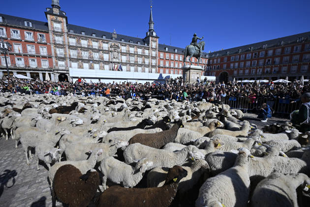 Madrid hosts annual Trashumancia Festival as sheep parade through city center MADRID, SPAIN - OCTOBER 25: Over one thousand sheep are driven through the city center of Madrid, Spain, as part of the annual Trashumancia Festival (Fiesta de la Trashumancia) on October 25, 2026. The event revives a Medieval transhumance tradition that has been officially celebrated in the Spanish capital since 1994. Burak Akbulut Anadolu Madrid Spain. Editorial use only. Please get in touch for any other usage.  Copyright: x2026xAnadoluxBurakxAkbulutx