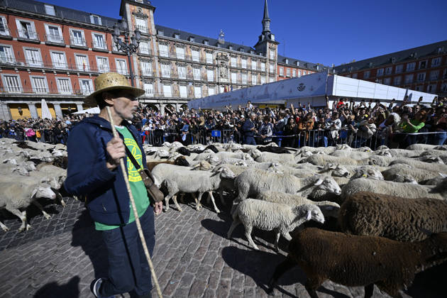 Madrid hosts annual Trashumancia Festival as sheep parade through city center MADRID, SPAIN - OCTOBER 25: Over one thousand sheep are driven through the city center of Madrid, Spain, as part of the annual Trashumancia Festival (Fiesta de la Trashumancia) on October 25, 2026. The event revives a Medieval transhumance tradition that has been officially celebrated in the Spanish capital since 1994. Burak Akbulut Anadolu Madrid Spain. Editorial use only. Please get in touch for any other usage.  Copyright: x2026xAnadoluxBurakxAkbulutx