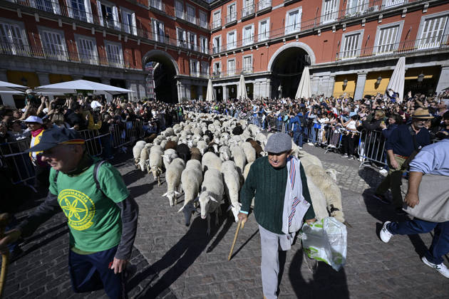 Madrid hosts annual Trashumancia Festival as sheep parade through city center MADRID, SPAIN - OCTOBER 25: Over one thousand sheep are driven through the city center of Madrid, Spain, as part of the annual Trashumancia Festival (Fiesta de la Trashumancia) on October 25, 2026. The event revives a Medieval transhumance tradition that has been officially celebrated in the Spanish capital since 1994. Burak Akbulut Anadolu Madrid Spain. Editorial use only. Please get in touch for any other usage.  Copyright: x2026xAnadoluxBurakxAkbulutx