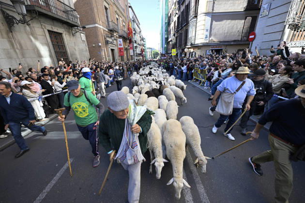 Madrid hosts annual Trashumancia Festival as sheep parade through city center MADRID, SPAIN - OCTOBER 25: Over one thousand sheep are driven through the city center of Madrid, Spain, as part of the annual Trashumancia Festival (Fiesta de la Trashumancia) on October 25, 2026. The event revives a Medieval transhumance tradition that has been officially celebrated in the Spanish capital since 1994. Burak Akbulut Anadolu Madrid Spain. Editorial use only. Please get in touch for any other usage.  Copyright: x2026xAnadoluxBurakxAkbulutx