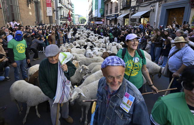 Madrid hosts annual Trashumancia Festival as sheep parade through city center MADRID, SPAIN - OCTOBER 25: Over one thousand sheep are driven through the city center of Madrid, Spain, as part of the annual Trashumancia Festival (Fiesta de la Trashumancia) on October 25, 2026. The event revives a Medieval transhumance tradition that has been officially celebrated in the Spanish capital since 1994. Burak Akbulut Anadolu Madrid Spain. Editorial use only. Please get in touch for any other usage.  Copyright: x2026xAnadoluxBurakxAkbulutx
