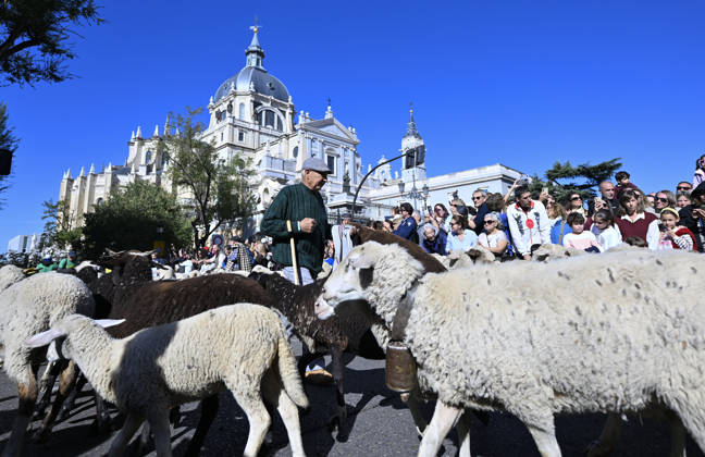 Madrid hosts annual Trashumancia Festival as sheep parade through city center MADRID, SPAIN - OCTOBER 25: Over one thousand sheep are driven through the city center of Madrid, Spain, as part of the annual Trashumancia Festival (Fiesta de la Trashumancia) on October 25, 2026. The event revives a Medieval transhumance tradition that has been officially celebrated in the Spanish capital since 1994. Burak Akbulut Anadolu Madrid Spain. Editorial use only. Please get in touch for any other usage.  Copyright: x2026xAnadoluxBurakxAkbulutx