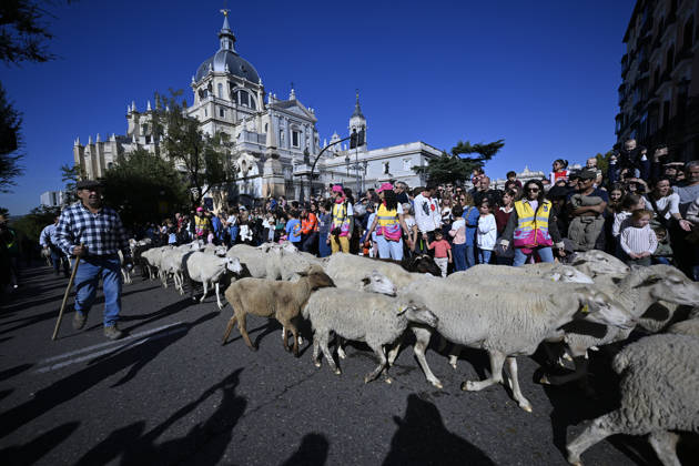 Madrid hosts annual Trashumancia Festival as sheep parade through city center MADRID, SPAIN - OCTOBER 25: Over one thousand sheep are driven through the city center of Madrid, Spain, as part of the annual Trashumancia Festival (Fiesta de la Trashumancia) on October 25, 2026. The event revives a Medieval transhumance tradition that has been officially celebrated in the Spanish capital since 1994. Burak Akbulut Anadolu Madrid Spain. Editorial use only. Please get in touch for any other usage.  Copyright: x2026xAnadoluxBurakxAkbulutx
