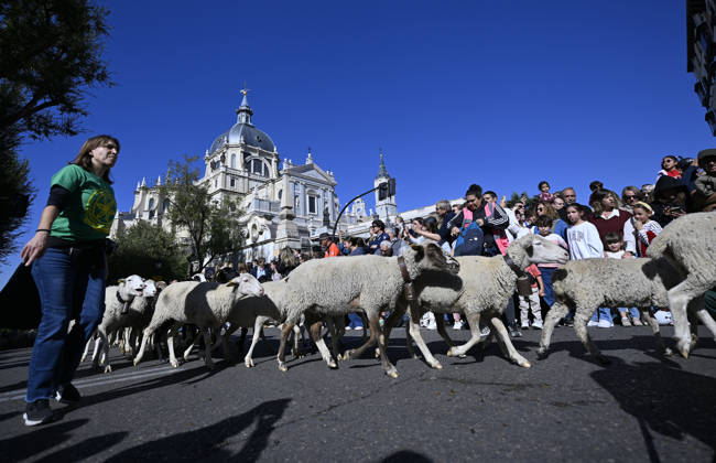 Madrid hosts annual Trashumancia Festival as sheep parade through city center MADRID, SPAIN - OCTOBER 25: Over one thousand sheep are driven through the city center of Madrid, Spain, as part of the annual Trashumancia Festival (Fiesta de la Trashumancia) on October 25, 2026. The event revives a Medieval transhumance tradition that has been officially celebrated in the Spanish capital since 1994. Burak Akbulut Anadolu Madrid Spain. Editorial use only. Please get in touch for any other usage.  Copyright: x2026xAnadoluxBurakxAkbulutx