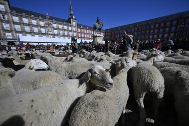 Madrid hosts annual Trashumancia Festival as sheep parade through city center MADRID, SPAIN - OCTOBER 25: Over one thousand sheep are driven through the city center of Madrid, Spain, as part of the annual Trashumancia Festival (Fiesta de la Trashumancia) on October 25, 2026. The event revives a Medieval transhumance tradition that has been officially celebrated in the Spanish capital since 1994. Burak Akbulut Anadolu Madrid Spain. Editorial use only. Please get in touch for any other usage.  Copyright: x2026xAnadoluxBurakxAkbulutx