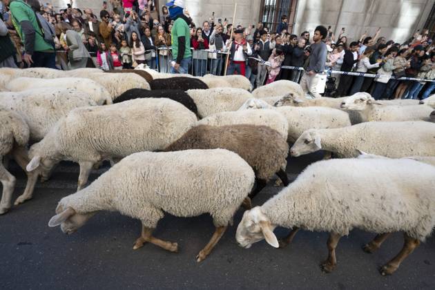 October 25, 2026, Madrid, Spain: More than a thousand sheep pass through the center of Madrid, as part of the Transhumance Festival, which revives a medieval transhumance tradition celebrated annually in Madrid, Spain Madrid Spain - ZUMAs197 20261025_aaa_s197_029 Copyright: xAtilanoxGarciax