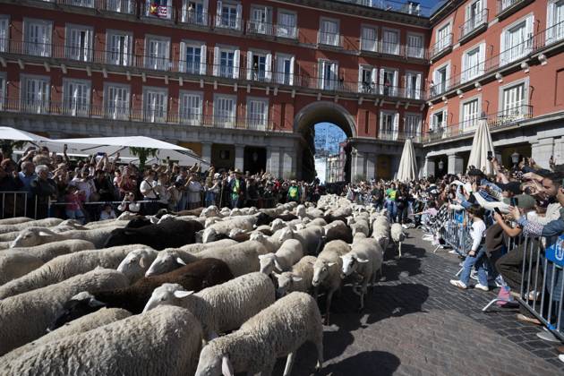 October 25, 2026, Madrid, Spain: More than a thousand sheep pass through the center of Madrid, as part of the Transhumance Festival, which revives a medieval transhumance tradition celebrated annually in Madrid, Spain Madrid Spain - ZUMAs197 20261025_aaa_s197_030 Copyright: xAtilanoxGarciax