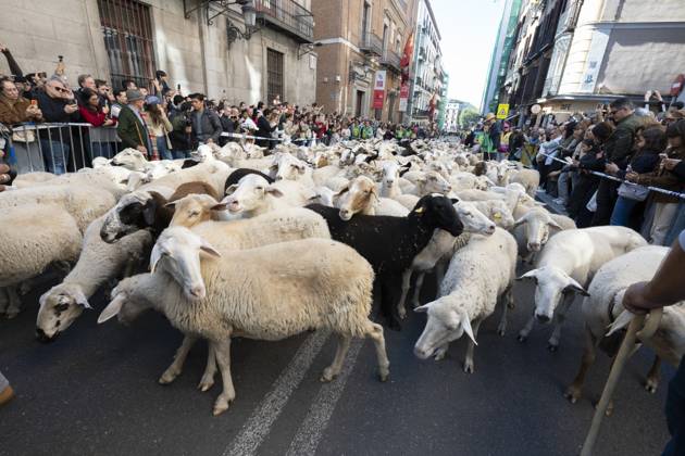 October 25, 2026, Madrid, Spain: More than a thousand sheep pass through the center of Madrid, as part of the Transhumance Festival, which revives a medieval transhumance tradition celebrated annually in Madrid, Spain Madrid Spain - ZUMAs197 20261025_aaa_s197_031 Copyright: xAtilanoxGarciax