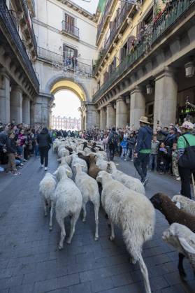 October 25, 2026, Madrid, Spain: More than a thousand sheep pass through the center of Madrid, as part of the Transhumance Festival, which revives a medieval transhumance tradition celebrated annually in Madrid, Spain Madrid Spain - ZUMAs197 20261025_aaa_s197_033 Copyright: xAtilanoxGarciax