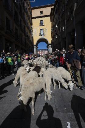 October 25, 2026, Madrid, Spain: More than a thousand sheep pass through the center of Madrid, as part of the Transhumance Festival, which revives a medieval transhumance tradition celebrated annually in Madrid, Spain Madrid Spain - ZUMAs197 20261025_aaa_s197_038 Copyright: xAtilanoxGarciax