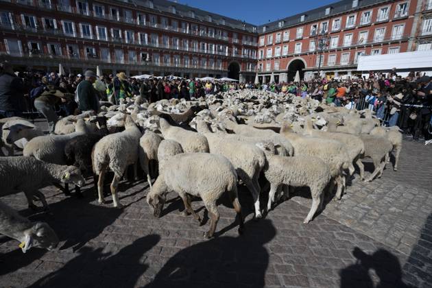 October 25, 2026, Madrid, Spain: More than a thousand sheep pass through the center of Madrid, as part of the Transhumance Festival, which revives a medieval transhumance tradition celebrated annually in Madrid, Spain Madrid Spain - ZUMAs197 20261025_aaa_s197_040 Copyright: xAtilanoxGarciax