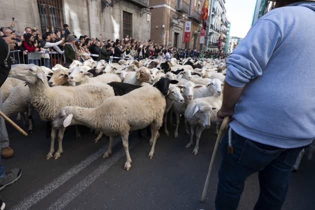 October 25, 2026, Madrid, Spain: More than a thousand sheep pass through the center of Madrid, as part of the Transhumance Festival, which revives a medieval transhumance tradition celebrated annually in Madrid, Spain Madrid Spain - ZUMAs197 20261025_aaa_s197_034 Copyright: xAtilanoxGarciax