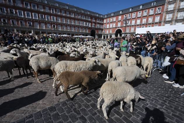 October 25, 2026, Madrid, Spain: More than a thousand sheep pass through the center of Madrid, as part of the Transhumance Festival, which revives a medieval transhumance tradition celebrated annually in Madrid, Spain Madrid Spain - ZUMAs197 20261025_aaa_s197_035 Copyright: xAtilanoxGarciax
