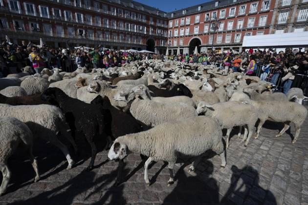 October 25, 2026, Madrid, Spain: More than a thousand sheep pass through the center of Madrid, as part of the Transhumance Festival, which revives a medieval transhumance tradition celebrated annually in Madrid, Spain Madrid Spain - ZUMAs197 20261025_aaa_s197_036 Copyright: xAtilanoxGarciax