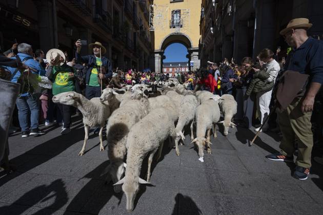 October 25, 2026, Madrid, Spain: More than a thousand sheep pass through the center of Madrid, as part of the Transhumance Festival, which revives a medieval transhumance tradition celebrated annually in Madrid, Spain Madrid Spain - ZUMAs197 20261025_aaa_s197_041 Copyright: xAtilanoxGarciax