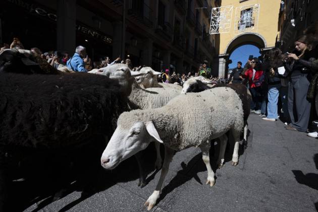October 25, 2026, Madrid, Spain: More than a thousand sheep pass through the center of Madrid, as part of the Transhumance Festival, which revives a medieval transhumance tradition celebrated annually in Madrid, Spain Madrid Spain - ZUMAs197 20261025_aaa_s197_042 Copyright: xAtilanoxGarciax