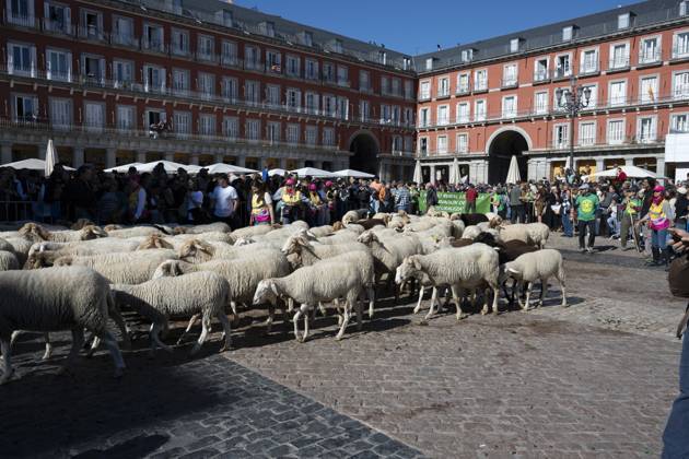 October 25, 2026, Madrid, Spain: More than a thousand sheep pass through the center of Madrid, as part of the Transhumance Festival, which revives a medieval transhumance tradition celebrated annually in Madrid, Spain Madrid Spain - ZUMAs197 20261025_aaa_s197_043 Copyright: xAtilanoxGarciax