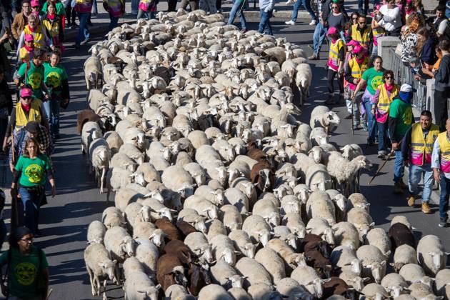 October 25, 2026, Madrid, Spain: Hundreds of sheep and goats have made their way through the center of Madrid for the 33rd edition of the Transhumance Festival an event that, this year, coincides with the United Nations™ designation of 2026 as the International Year of Rangelands and Pastoralists. Madrid Spain - ZUMAs197 20261025_aaa_s197_044 Copyright: xDavidxCanalesx