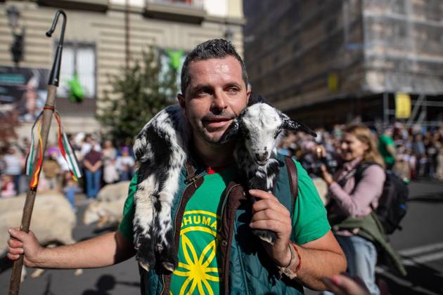 October 25, 2026, Madrid, Spain: A shepherd carries a young lamb on his shoulders..Hundreds of sheep and goats have made their way through the center of Madrid for the 33rd edition of the Transhumance Festival an event that, this year, coincides with the United Nations™ designation of 2026 as the International Year of Rangelands and Pastoralists. Madrid Spain - ZUMAs197 20261025_aaa_s197_047 Copyright: xDavidxCanalesx