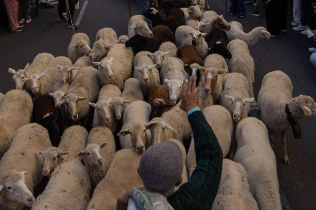 October 25, 2026, Madrid, Spain: A shepherd guides a flock of sheep by hand in Madrid....Hundreds of sheep and goats have made their way through the center of Madrid for the 33rd edition of the Transhumance Festival an event that, this year, coincides with the United Nations™ designation of 2026 as the International Year of Rangelands and Pastoralists. Madrid Spain - ZUMAs197 20261025_aaa_s197_048 Copyright: xDavidxCanalesx