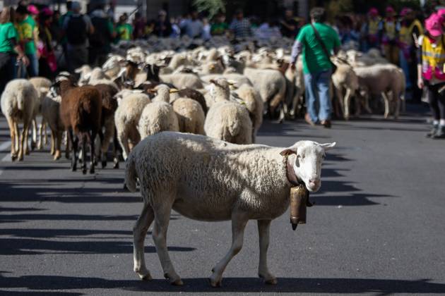 October 25, 2026, Madrid, Spain: Hundreds of sheep and goats have made their way through the center of Madrid for the 33rd edition of the Transhumance Festival an event that, this year, coincides with the United Nations™ designation of 2026 as the International Year of Rangelands and Pastoralists. Madrid Spain - ZUMAs197 20261025_aaa_s197_050 Copyright: xDavidxCanalesx