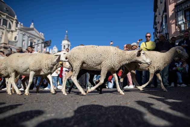October 25, 2026, Madrid, Spain: Hundreds of sheep and goats have made their way through the center of Madrid for the 33rd edition of the Transhumance Festival an event that, this year, coincides with the United Nations™ designation of 2026 as the International Year of Rangelands and Pastoralists. Madrid Spain - ZUMAs197 20261025_aaa_s197_053 Copyright: xDavidxCanalesx