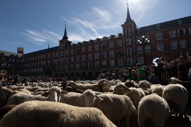 October 25, 2026, Madrid, Spain: Hundreds of sheep and goats have made their way through the center of Madrid for the 33rd edition of the Transhumance Festival an event that, this year, coincides with the United Nations™ designation of 2026 as the International Year of Rangelands and Pastoralists. Madrid Spain - ZUMAs197 20261025_aaa_s197_054 Copyright: xDavidxCanalesx