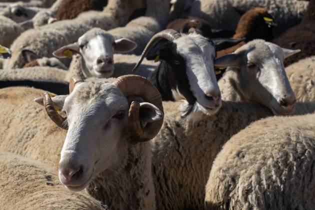 October 25, 2026, Madrid, Spain: Hundreds of sheep and goats have made their way through the center of Madrid for the 33rd edition of the Transhumance Festival an event that, this year, coincides with the United Nations™ designation of 2026 as the International Year of Rangelands and Pastoralists. Madrid Spain - ZUMAs197 20261025_aaa_s197_055 Copyright: xDavidxCanalesx