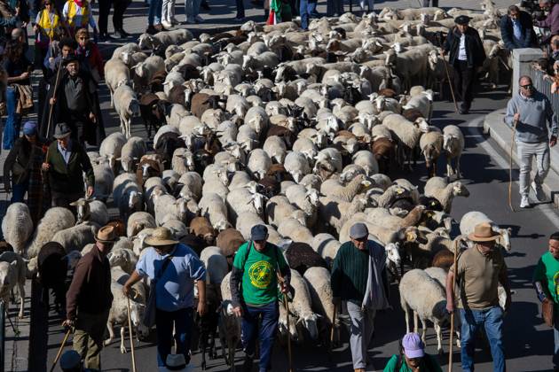 October 25, 2026, Madrid, Spain: Hundreds of sheep and goats have made their way through the center of Madrid for the 33rd edition of the Transhumance Festival an event that, this year, coincides with the United Nations™ designation of 2026 as the International Year of Rangelands and Pastoralists. Madrid Spain - ZUMAs197 20261025_aaa_s197_056 Copyright: xDavidxCanalesx