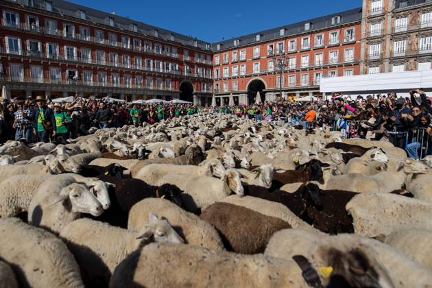 Transhumance Festival in Madrid MADRID, SPAIN OCTOBER 25, 2026: Hundreds of sheep and goats have made their way through the center of Madrid for the 33rd edition of the Transhumance Festival an event that, this year, coincides with the United Nations™ designation of 2026 as the International Year of Rangelands and Pastoralists. Madrid MADRID Spain Copyright: x xC.xCarvajalx xJNAxPressx