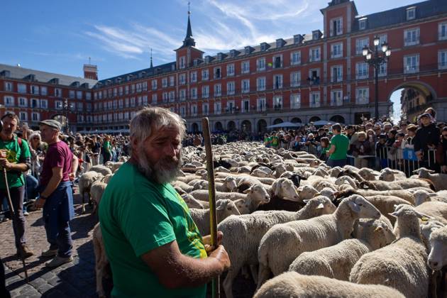 October 25, 2026, Madrid, Madrid, Spain: MADRID, SPAIN OCTOBER 25, 2026: Hundreds of sheep and goats have made their way through the center of Madrid for the 33rd edition of the Transhumance Festival an event that, this year, coincides with the United Nations™ designation of 2026 as the International Year of Rangelands and Pastoralists. Madrid Spain - ZUMAq101 20261025_zna_q101_078 Copyright: xC.xCarvajalx