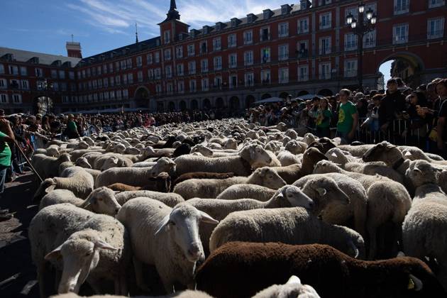 October 25, 2026, Madrid, Madrid, Spain: MADRID, SPAIN OCTOBER 25, 2026: Hundreds of sheep and goats have made their way through the center of Madrid for the 33rd edition of the Transhumance Festival an event that, this year, coincides with the United Nations™ designation of 2026 as the International Year of Rangelands and Pastoralists. Madrid Spain - ZUMAq101 20261025_zna_q101_080 Copyright: xC.xCarvajalx