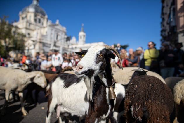 October 25, 2026, Madrid, Madrid, Spain: MADRID, SPAIN OCTOBER 25, 2026: Hundreds of sheep and goats have made their way through the center of Madrid for the 33rd edition of the Transhumance Festival an event that, this year, coincides with the United Nations™ designation of 2026 as the International Year of Rangelands and Pastoralists. Madrid Spain - ZUMAq101 20261025_zna_q101_082 Copyright: xC.xCarvajalx
