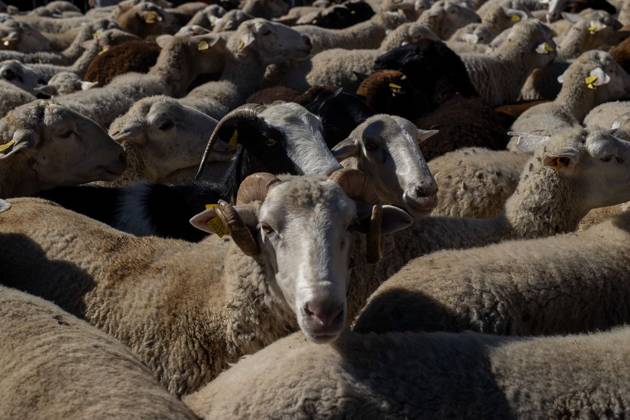 October 25, 2026, Madrid, Madrid, Spain: MADRID, SPAIN OCTOBER 25, 2026: Hundreds of sheep and goats have made their way through the center of Madrid for the 33rd edition of the Transhumance Festival an event that, this year, coincides with the United Nations™ designation of 2026 as the International Year of Rangelands and Pastoralists. Madrid Spain - ZUMAq101 20261025_zna_q101_083 Copyright: xC.xCarvajalx