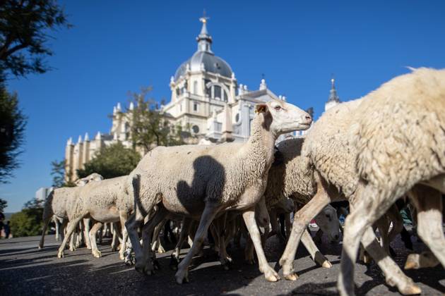 October 25, 2026, Madrid, Madrid, Spain: MADRID, SPAIN OCTOBER 25, 2026: Hundreds of sheep and goats have made their way through the center of Madrid for the 33rd edition of the Transhumance Festival an event that, this year, coincides with the United Nations™ designation of 2026 as the International Year of Rangelands and Pastoralists. Madrid Spain - ZUMAq101 20261025_zna_q101_084 Copyright: xC.xCarvajalx