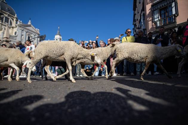 October 25, 2026, Madrid, Madrid, Spain: MADRID, SPAIN OCTOBER 25, 2026: Hundreds of sheep and goats have made their way through the center of Madrid for the 33rd edition of the Transhumance Festival an event that, this year, coincides with the United Nations™ designation of 2026 as the International Year of Rangelands and Pastoralists. Madrid Spain - ZUMAq101 20261025_zna_q101_081 Copyright: xC.xCarvajalx