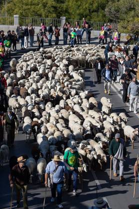 October 25, 2026, Madrid, Madrid, Spain: MADRID, SPAIN OCTOBER 25, 2026: Hundreds of sheep and goats have made their way through the center of Madrid for the 33rd edition of the Transhumance Festival an event that, this year, coincides with the United Nations™ designation of 2026 as the International Year of Rangelands and Pastoralists. Madrid Spain - ZUMAq101 20261025_zna_q101_085 Copyright: xC.xCarvajalx