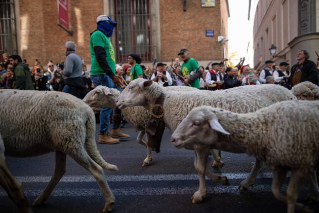 October 25, 2026, Madrid, Madrid, Spain: MADRID, SPAIN OCTOBER 25, 2026: Hundreds of sheep and goats have made their way through the center of Madrid for the 33rd edition of the Transhumance Festival an event that, this year, coincides with the United Nations™ designation of 2026 as the International Year of Rangelands and Pastoralists. Madrid Spain - ZUMAq101 20261025_zna_q101_086 Copyright: xC.xCarvajalx